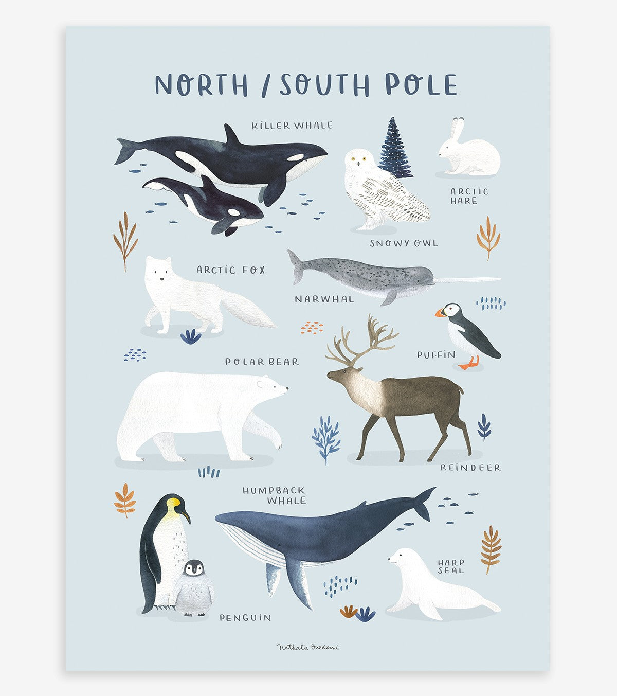 LIVING EARTH - Póster infantil - Animales del Polo Norte y del Polo Sur