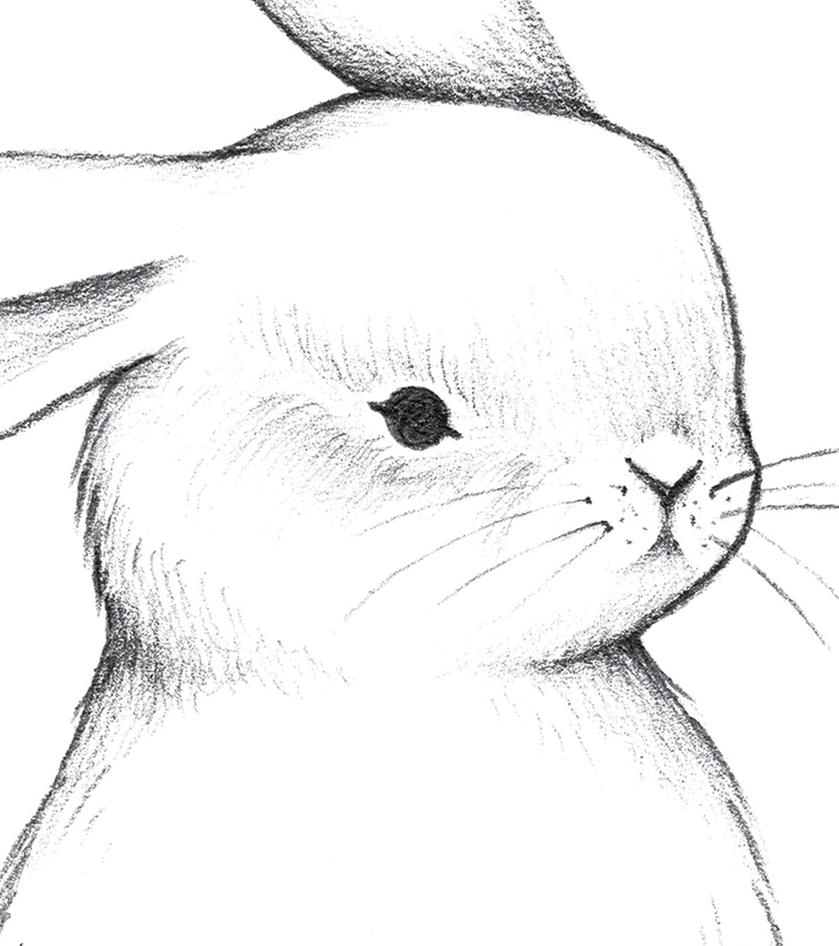 BUNNY - Póster infantil - Cara de conejo